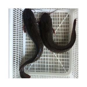 Frozen cat fish whole round/Clarius Fuscus