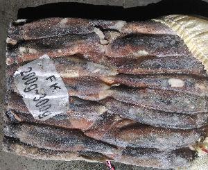 Best Sea Frozen Squid fishing Bait