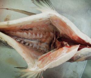 Malaysia Buyer Best Fresh Fish Food Companies Frozen Tilapia