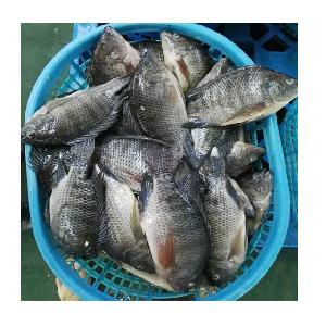 Supplier of Tilapia Bream 200-300g Frozen Fish Nile Whole Sale Price