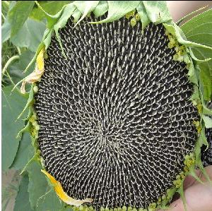 Blanched Processing Type and Common Cultivation Type salted roasted black sunflower seeds