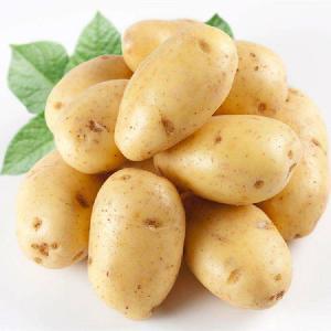 FreshYellow  Potato   Cheap  Selling