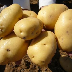 best  yellow   potatoes  for fresh potato importers