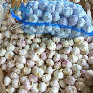 Garlic Manufactory supply best garlic price