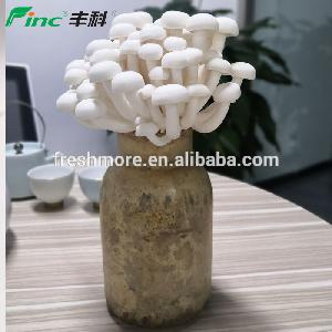 2019 Whole Year Round Supplied Cultivated White Shimeji Mushroom Button Mushroom Spawn