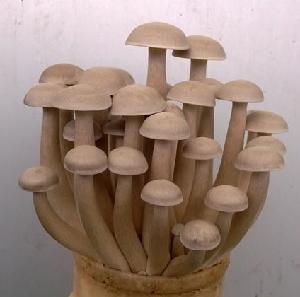125g pack Organic Fresh Hatake Mushrooms Delicious Hatake