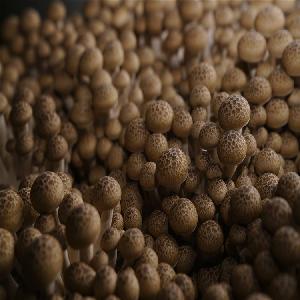 Factory direct  selling   mushroom  greenhouse export price bunashimeji
