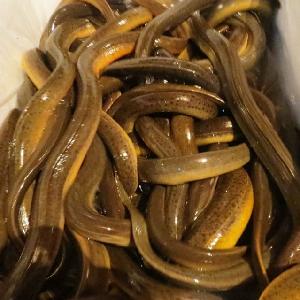 Eel FISH AVAILABLE IN BULK ALIVE AND FRESH
