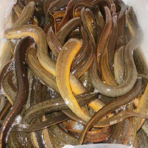 QUALITY Eel FISH FOR SALE