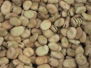Export dry Broad beans