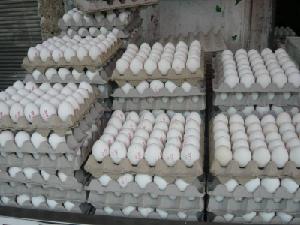 fresh Turkish White shell chicken eggs
