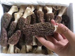 Best quality dry honeycomb pattern dried morel for wholesale