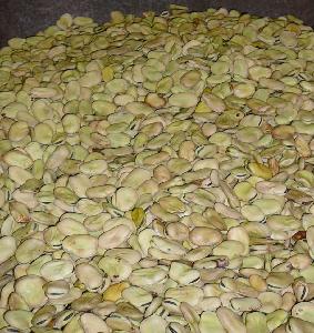 High quality broad beans / faba beans / fava beans Top Quality