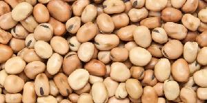 High quality broad beans / faba beans / fava beans for canning food