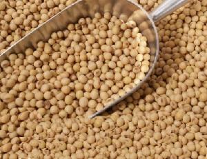 High quality soya bean for oil , soybean , Soybean Seeds with reasonable price and fast delivery on hot selling***