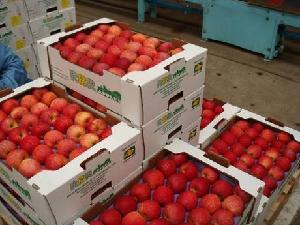 Best Selling of  Fresh   Apple  for SALE