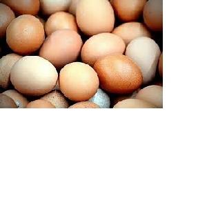 CHICKEN FRESH EGGS