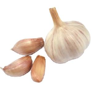 Fresh garlic sold by manufacturers garlic press