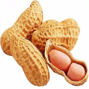 2019 new products wholesale peanut with shell in China origin