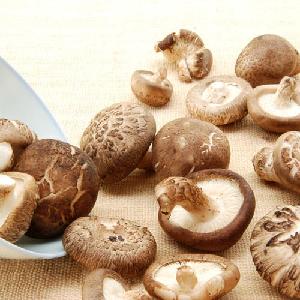 shiitake mushroom spawn fresh mushroom