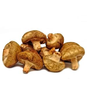 high quality natural Dried magic porcini  mushroom s  Shiitake 