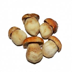 frozen boletus edulis wild mushroom high quality