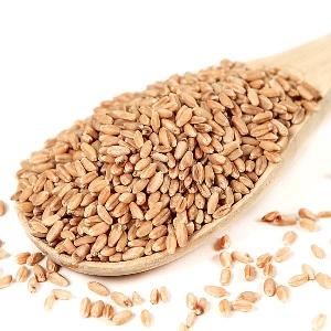 Top Quality Whole Wheat from Ukraine