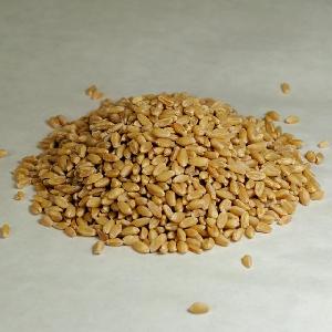 Dried Style Wheat for Bread Making/ Quality Wheat grains for sale