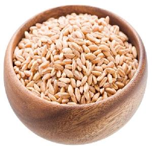 WHEAT SEEDS