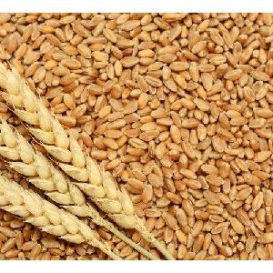 Human Consumption  Milling   Wheat 