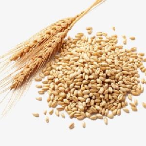 Indian Whole Wheat