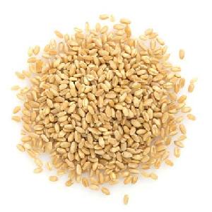 HACCP Certification Durum Wheat for Sale