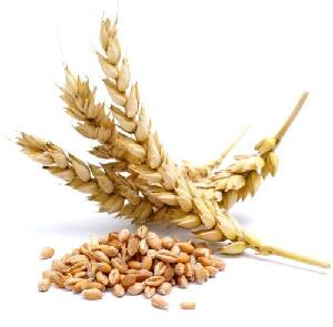 Ukrainian Golden Soft  Wheat  with High Gluten - Feed  Wheat  Grain in Bulk -  Buy  at Best Price