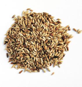 Organic Rye grain Rye