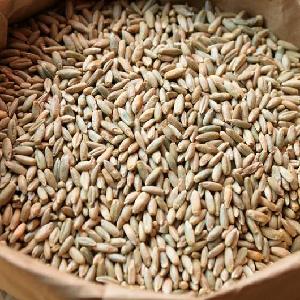 High quality Organic Rye grain Rye