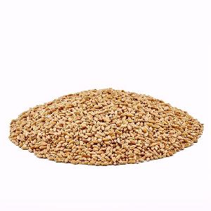 Pure Grade +A+ Rye Grains with Best Prices