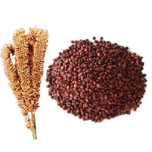 Animal feed green millets for sale in bulk