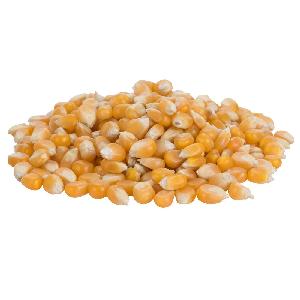 Buy Popcorn Argentina/Argentina Butterfly Popcorn Maize/Maize Seeds for Butterfly Popcorn from Argentinian Manufacturer.
