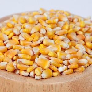 Good Quality High Protein For Animal Feed Yellow Maize Dried
