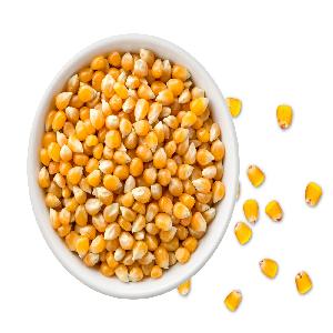 Dry Maize/Dried Yellow Corn/Dried Sweet Corn Best Price Competitive Price