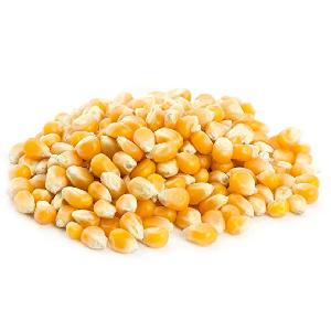 Bulk Dried Yellow Corn /Yellow Maize for Poultry Feed