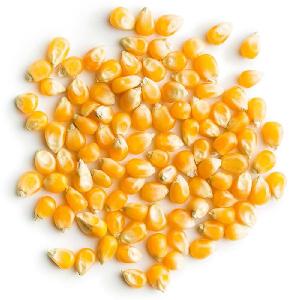 Best Quality Yellow Corn & White Corn Maize for Human & Animal Feed