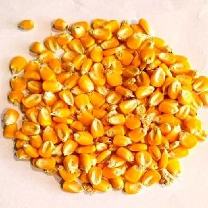 Ukraine Dry Maize/Dried Yellow Corn/Dried Sweet Corn Best Price