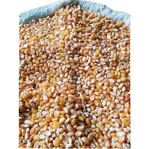 Dry yellow corn maize for animal feed