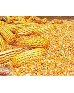 white maize non gmo