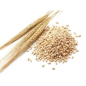 Certified Grain Barley for malt / Barley feed