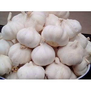 Top quality Grade +A fresh natural pure white garlic for sale