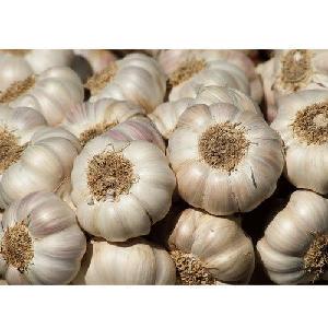 Fresh Garlic Manufacturer from Thailand  4.5/5.0/5.5cm