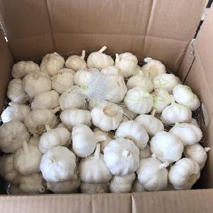 Fresh Hand peeled garlic, Vacuum packed Peeled Garlic