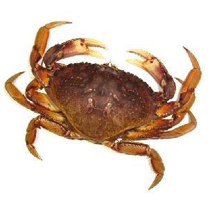 Alive/ Fresh/ Frozen Blue Swimming Crab